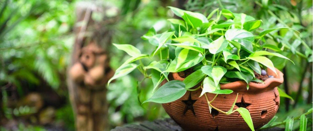 vegan-blogs-How To Care For Your Golden Pothos