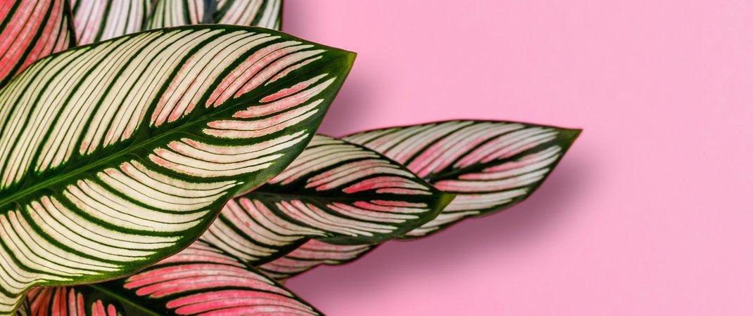 vegan-blogs-Calathea Plant Care Guide