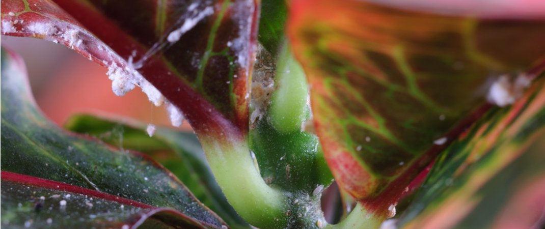 vegan-blogs-Most Common Houseplant Diseases and Pests