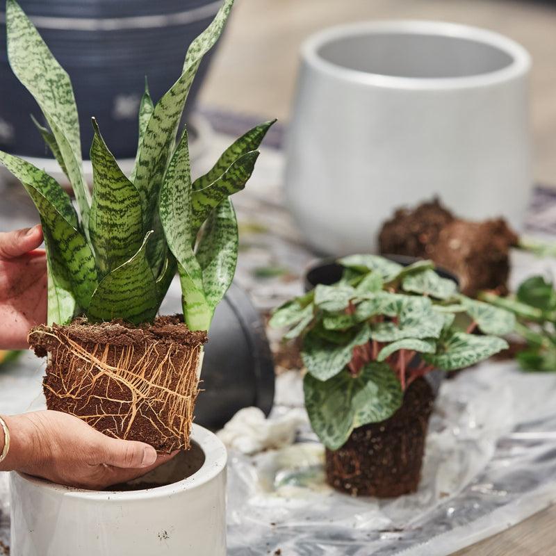 Best Low Light Indoor Plants For Your Apartment