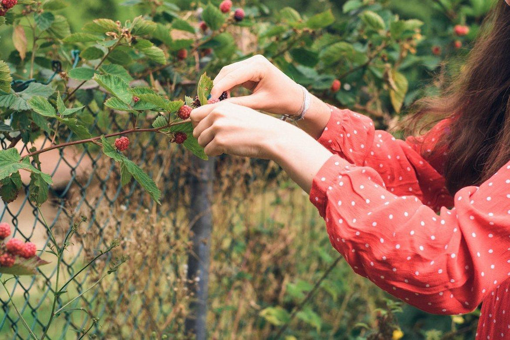 6 of the Easiest Fruits To Grow in Your Garden