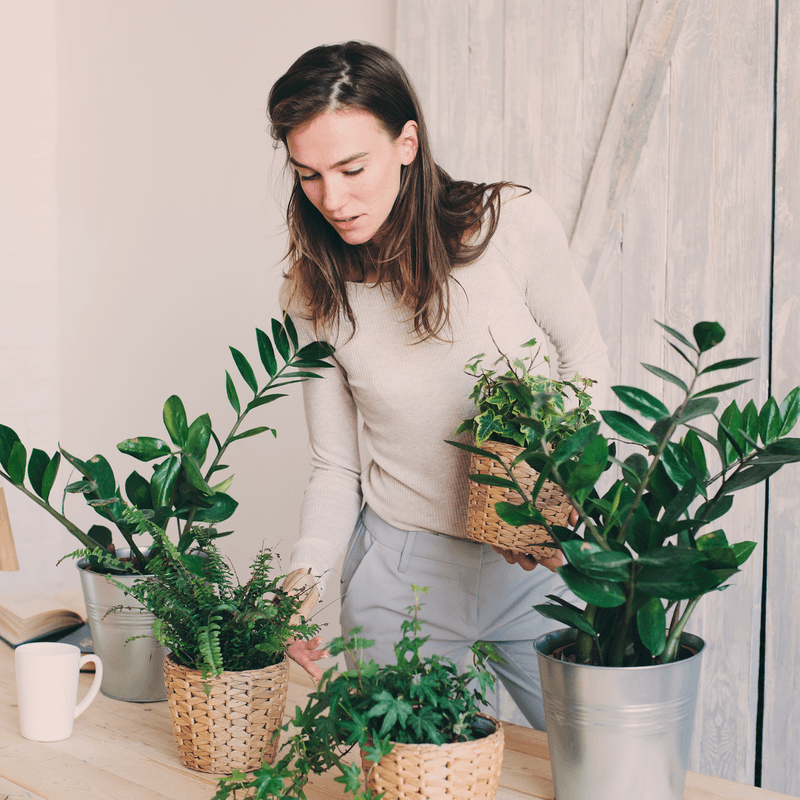 PlantX Plant Care Guide