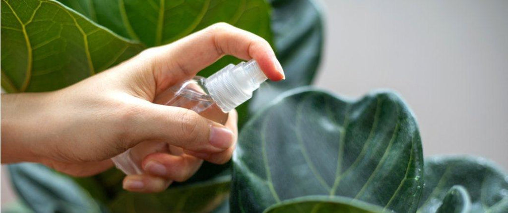 How To Care For Fiddle Leaf Fig